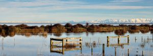 flooded-paddocks-at-ataahua-with-snow