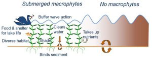 macrophytes