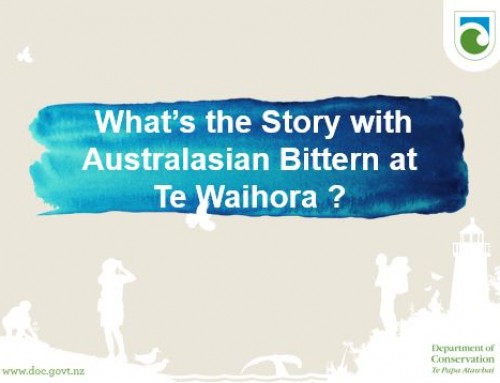 What’s the story of the Australasian Bittern at Te Waihora